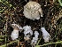 ( - HAY-F-006725)  @11 [ ] by-nc (2023) Dean Lyons Fungal Diversity Survey