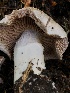  ( - HAY-F-006725)  @11 [ ] by-nc (2023) Dean Lyons Fungal Diversity Survey