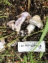  ( - HAY-F-006725)  @11 [ ] by-nc (2023) Dean Lyons Fungal Diversity Survey