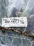  ( - HAY-F-006717)  @11 [ ] by-nc (2023) Dean Lyons Fungal Diversity Survey