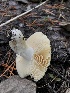  ( - HAY-F-006719)  @11 [ ] by-nc (2023) Dean Lyons Fungal Diversity Survey