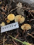  ( - HAY-F-006686)  @11 [ ] by-nc (2023) Dean Lyons Fungal Diversity Survey