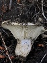  ( - HAY-F-006682)  @11 [ ] by-nc (2023) Dean Lyons Fungal Diversity Survey