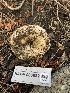  ( - HAY-F-006682)  @11 [ ] by-nc (2023) Dean Lyons Fungal Diversity Survey