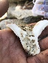  ( - HAY-F-006682)  @11 [ ] by-nc (2023) Dean Lyons Fungal Diversity Survey