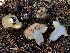  ( - HAY-F-006680)  @11 [ ] by-nc (2023) Dean Lyons Fungal Diversity Survey