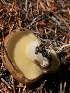  ( - HAY-F-006680)  @11 [ ] by-nc (2023) Dean Lyons Fungal Diversity Survey