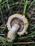  ( - HAY-F-006674)  @11 [ ] by-nc (2023) Dean Lyons Fungal Diversity Survey
