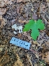  ( - HAY-F-000554)  @11 [ ] by-nc (2023) Harte Singer Fungal Diversity Survey