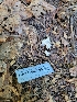  ( - HAY-F-000554)  @11 [ ] by-nc (2023) Harte Singer Fungal Diversity Survey