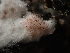  (Pachyphlodes sp. CA01 - HAY-F-003838)  @11 [ ] by-nc (2023) Grace Stark Fungal Diversity Survey