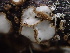  (Brunnipila sp. CA02 - HAY-F-006717)  @11 [ ] by-nc (2023) Dean Lyons Fungal Diversity Survey