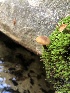  ( - HAY-F-006662)  @11 [ ] by-nc (2023) Dean Lyons Fungal Diversity Survey