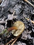  ( - HAY-F-006662)  @11 [ ] by-nc (2023) Dean Lyons Fungal Diversity Survey