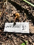  ( - HAY-F-006662)  @11 [ ] by-nc (2023) Dean Lyons Fungal Diversity Survey