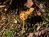  ( - HAY-F-006661)  @11 [ ] by-nc (2023) Dean Lyons Fungal Diversity Survey