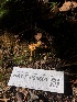  ( - HAY-F-006661)  @11 [ ] by-nc (2023) Dean Lyons Fungal Diversity Survey