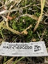  ( - HAY-F-006606)  @11 [ ] by-nc (2023) Dean Lyons Fungal Diversity Survey