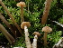  ( - HAY-F-006606)  @11 [ ] by-nc (2023) Dean Lyons Fungal Diversity Survey