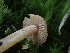  ( - HAY-F-006606)  @11 [ ] by-nc (2023) Dean Lyons Fungal Diversity Survey