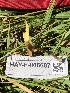  ( - HAY-F-006607)  @11 [ ] by-nc (2023) Dean Lyons Fungal Diversity Survey