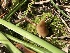  ( - HAY-F-006607)  @11 [ ] by-nc (2023) Dean Lyons Fungal Diversity Survey