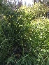  ( - HAY-F-006608)  @11 [ ] by-nc (2023) Dean Lyons Fungal Diversity Survey