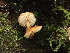  ( - HAY-F-006610)  @11 [ ] by-nc (2023) Dean Lyons Fungal Diversity Survey