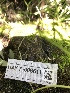  ( - HAY-F-006611)  @11 [ ] by-nc (2023) Dean Lyons Fungal Diversity Survey