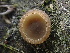  ( - HAY-F-006611)  @11 [ ] by-nc (2023) Dean Lyons Fungal Diversity Survey