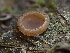  (Peziza sp. CA06 - HAY-F-006611)  @11 [ ] by-nc (2023) Dean Lyons Fungal Diversity Survey