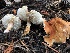  ( - HAY-F-006658)  @11 [ ] by-nc (2023) Dean Lyons Fungal Diversity Survey