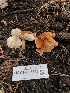  ( - HAY-F-006658)  @11 [ ] by-nc (2023) Dean Lyons Fungal Diversity Survey