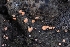  (Clonostachys - HAY-F-004966)  @11 [ ] by-nc (2023) Warren Cardimona Fungal Diversity Survey