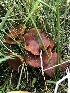  (Gymnopilus sp. CA04 - HAY-F-006623)  @11 [ ] by-nc (2023) Dean Lyons Fungal Diversity Survey