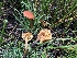  ( - HAY-F-006655)  @11 [ ] by-nc (2023) Dean Lyons Fungal Diversity Survey