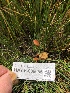  ( - HAY-F-006655)  @11 [ ] by-nc (2023) Dean Lyons Fungal Diversity Survey