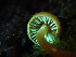  ( - HAY-F-006652)  @11 [ ] by-nc (2023) Dean Lyons Fungal Diversity Survey