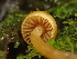  ( - HAY-F-006652)  @11 [ ] by-nc (2023) Dean Lyons Fungal Diversity Survey