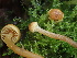  (Gymnopilus sp. fulgens-CA01 - HAY-F-006652)  @11 [ ] by-nc (2023) Dean Lyons Fungal Diversity Survey