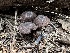  (Entoloma sp. CA65 - HAY-F-005750)  @11 [ ] c (2023) Rudy Diaz Fungal Diversity Survey