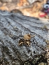  ( - HAY-F-006340)  @11 [ ] by (2023) Mandy Hackney Fungal Diversity Survey