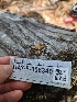  ( - HAY-F-006340)  @11 [ ] by (2023) Mandy Hackney Fungal Diversity Survey