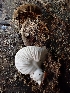  ( - HAY-F-006341)  @11 [ ] by (2023) Mandy Hackney Fungal Diversity Survey