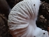  ( - HAY-F-006341)  @11 [ ] by (2023) Mandy Hackney Fungal Diversity Survey