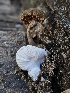  (Hypomyces sp. CA03 - HAY-F-006341)  @11 [ ] by (2023) Mandy Hackney Fungal Diversity Survey