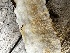  (Fuscopostia - HAY-F-005469)  @11 [ ] by-nc (2023) Aaron Tupac Fungal Diversity Survey