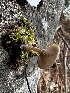  ( - HAY-F-005462)  @11 [ ] by-nc (2023) Aaron Tupac Fungal Diversity Survey