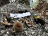  ( - HAY-F-005462)  @11 [ ] by-nc (2023) Aaron Tupac Fungal Diversity Survey