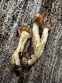  ( - HAY-F-005622)  @11 [ ] c (2023) Rudy Diaz Fungal Diversity Survey